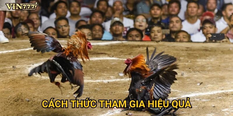 Đá Gà C1 Vin777 có gì khác biệt so với các giải đấu thông thường? 3 Cách thức tham gia hiệu quả