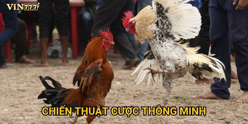 Đá Gà Cựa Sắt Vin777 có thực sự nguy hiểm như lời đồn? 3 Chiến thuật cược thông minh
