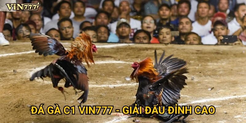 Đá Gà C1 Vin777 có gì khác biệt so với các giải đấu thông thường? 2 Đá Gà C1 Vin777 - Giải đấu đỉnh cao