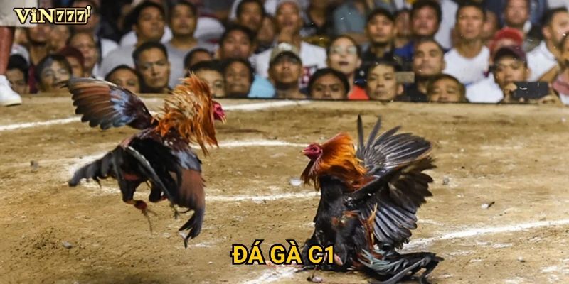 Đá Gà C1 Vin777 có gì khác biệt so với các giải đấu thông thường? 8 Đá Gà C1 Vin777 có gì khác biệt so với các giải đấu thông thường?