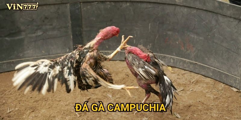 Làm thế nào để chiến thắng Đá Gà Campuchia trên Vin777? 1 Làm thế nào để chiến thắng Đá Gà Campuchia trên Vin777?