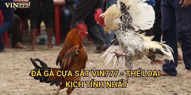 Đá Gà Cựa Sắt Vin777 có thực sự nguy hiểm như lời đồn? 2 Đá Gà Cựa Sắt Vin777 - Thể loại kịch tính nhất