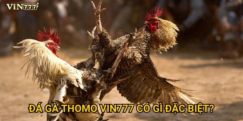 Đá Gà Thomo Vin777 có gì đặc biệt?