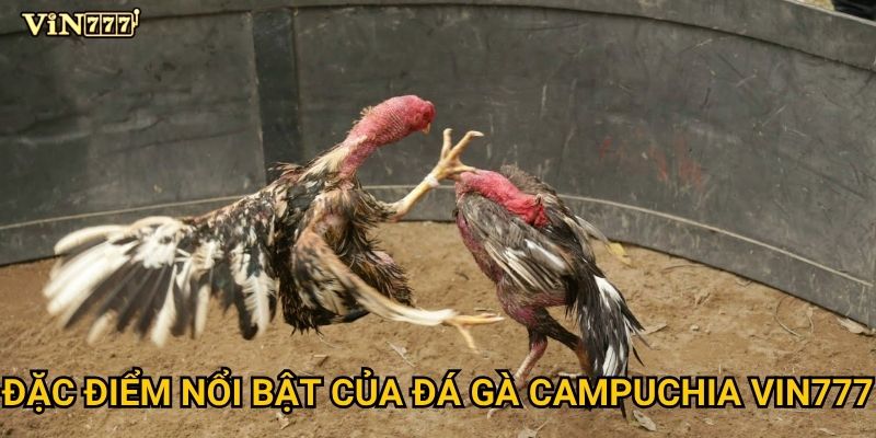 Làm thế nào để chiến thắng Đá Gà Campuchia trên Vin777? 2 Đặc điểm nổi bật của Đá Gà Campuchia Vin777