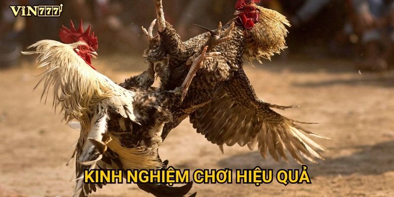 Kinh nghiệm chơi hiệu quả